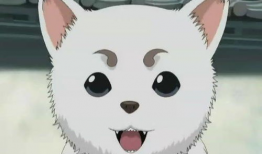 动漫中的萌宠,动漫中的软萌担当